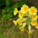 All you need to know about Evening Primrose Oil and its uses